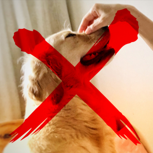 1. 遠慮がちな舌、間違った刺激…それは「舐め犬」の舐め方ではない