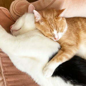 心まで癒される「添い寝・カウンセリング」