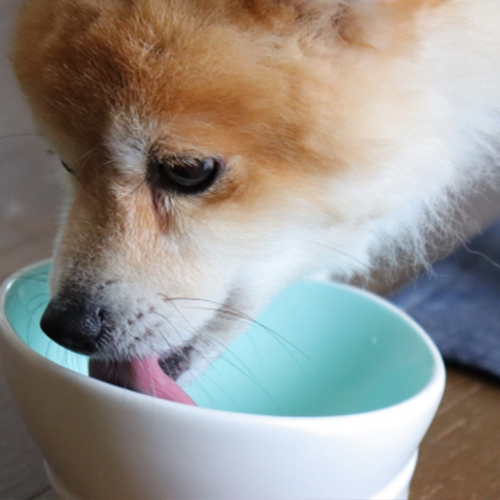 3-4.【応用】最高の舐め犬が使う、同時刺激のテクニック